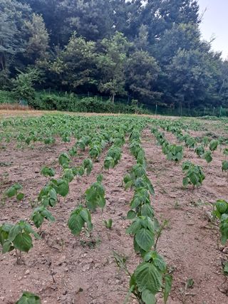 김영호님의 들깨 · 영농일지 작성글 사진