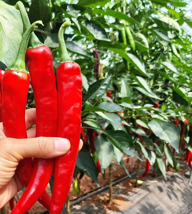 장금이1님의 장터 판매 상품 [자연 건조  고춧가루  2.5kg] 첨부 사진