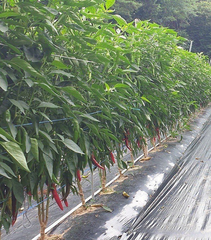 장금이1님의 장터 판매 상품 [자연 건조  고춧가루  2.5kg] 첨부 사진