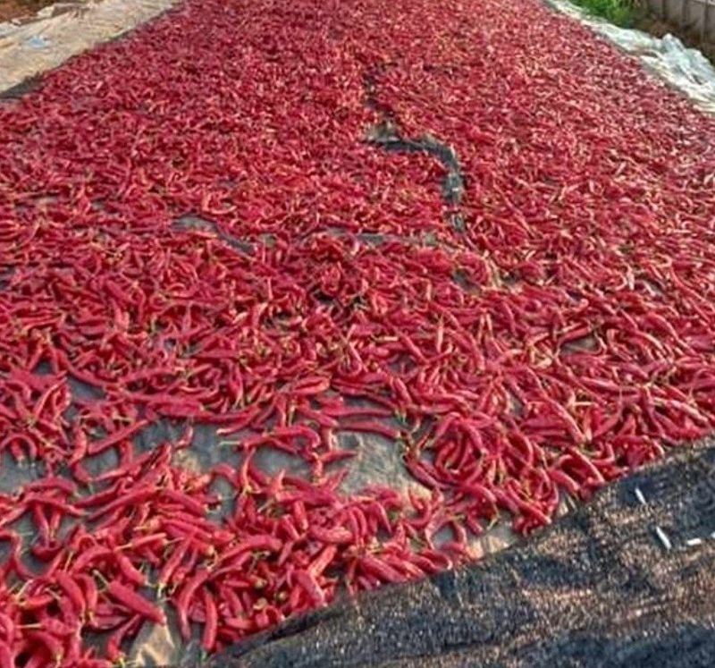 장금이1님의 장터 판매 상품 [자연 건조  고춧가루  2.5kg] 첨부 사진