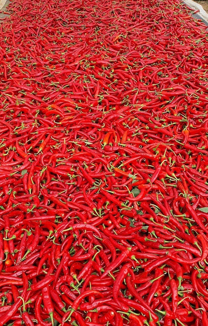 장금이1님의 장터 판매 상품 [자연 건조  고춧가루  2.5kg] 첨부 사진