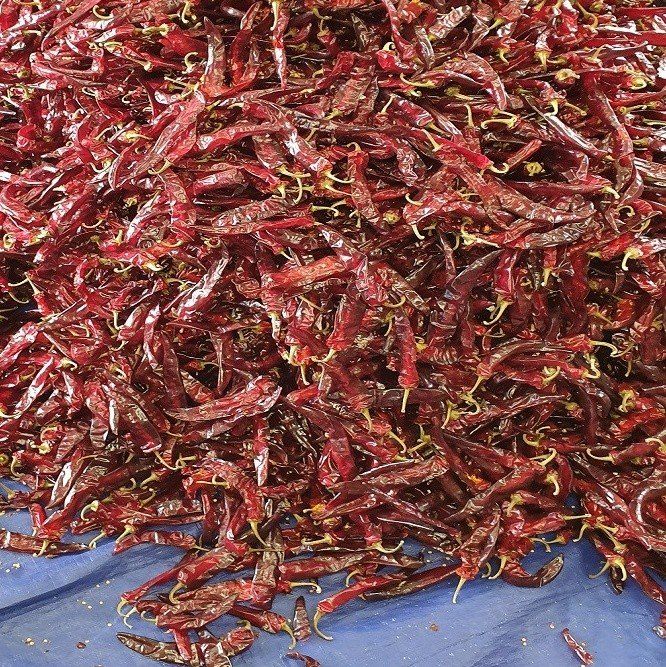 장금이1님의 장터 판매 상품 [자연 건조  고춧가루  2.5kg] 첨부 사진