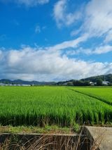 팜모닝 벼·영농일지 게시글 이미지