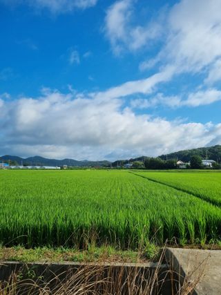 이규현님의 벼 · 영농일지 작성글 사진