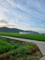 팜모닝 벼·영농일지 게시글 이미지