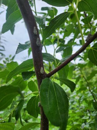 지동골님의 기타작물 · 병해충상담 작성글 사진
