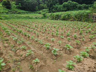 김조영님의 들깨 · 영농일지 작성글 사진