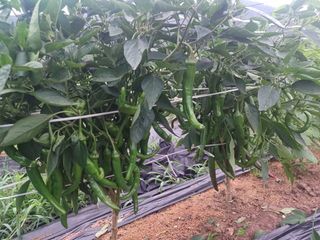 석장근님의 배추 · 영농일지 작성글 사진