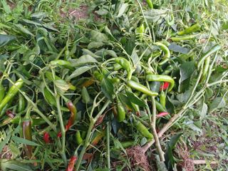 석장근님의 배추 · 영농일지 작성글 사진