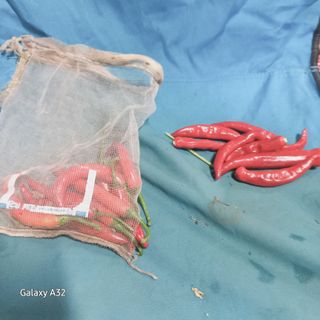 피영철/강호님의 고추 · 영농일지 작성글 사진