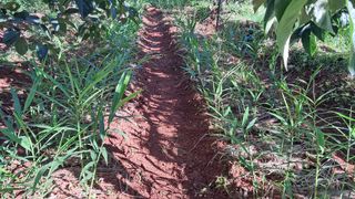 이규상님의 기타작물 · 영농일지 작성글 사진