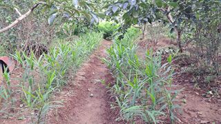 이규상님의 기타작물 · 영농일지 작성글 사진