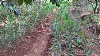 이규상님의 기타작물 · 영농일지 작성글 사진