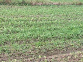 늘티님의 벼 · 영농일지 작성글 사진