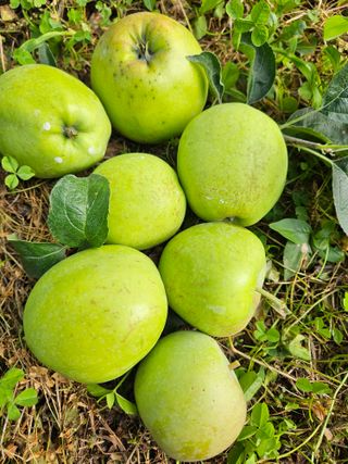 대파17138님의 사과 · 영농일지 작성글 사진