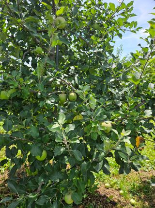 대파17138님의 사과 · 영농일지 작성글 사진