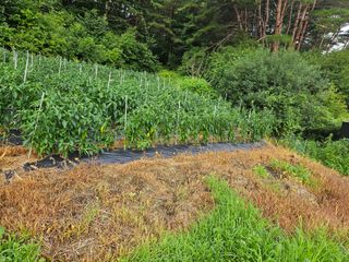 대파17138님의 사과 · 영농일지 작성글 사진