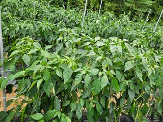 대파17138님의 사과 · 영농일지 작성글 사진