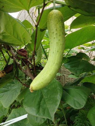 자경님의 고추 · 영농일지 작성글 사진