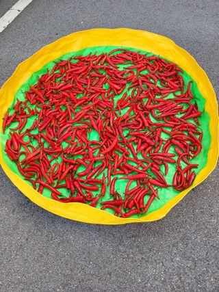 자경님의 고추 · 영농일지 작성글 사진