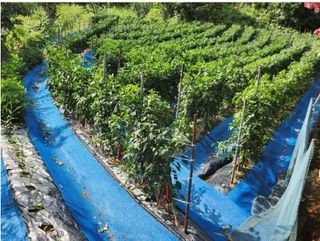 대산농사대장님의 고추 · 비료•농약 작성글 사진