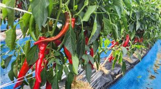 대산농사대장님의 고추 · 비료•농약 작성글 사진