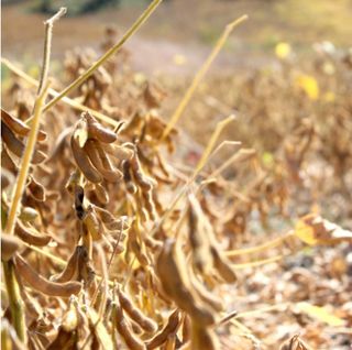 대산농사대장님의 콩 · 자유게시판 작성글 사진