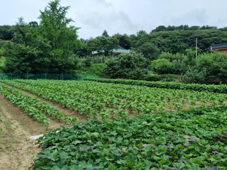 강보이님의 들깨 · 영농일지 작성글 사진
