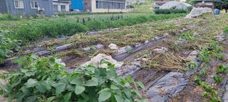 이승명님의 참깨 · 영농일지 작성글 사진