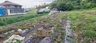 이승명님의 참깨 · 영농일지 작성글 사진