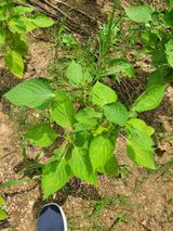 팜모닝 들깨·병해충상담 게시글 이미지