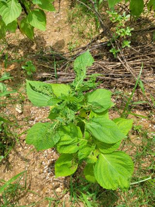 이상열님의 들깨 · 병해충상담 작성글 사진