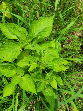 이상열님의 들깨 · 병해충상담 작성글 사진