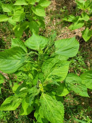 이상열님의 들깨 · 병해충상담 작성글 사진