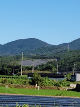 팜모닝 벼·영농일지 게시글 이미지