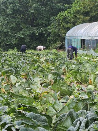 왕자농원님의 양배추 · 영농일지 작성글 사진