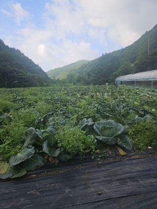 왕자농원님의 양배추 · 영농일지 작성글 사진