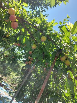 이원영님의 자두 · 영농일지 작성글 사진