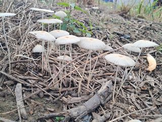 작은정원 박기석님의 자유주제 · 자유게시판 작성글 사진