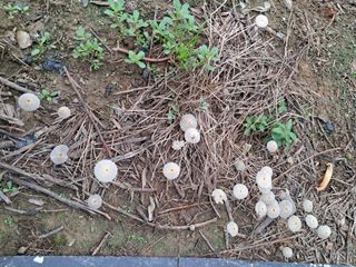 작은정원 박기석님의 자유주제 · 자유게시판 작성글 사진