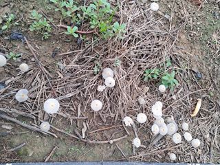 작은정원 박기석님의 자유주제 · 자유게시판 작성글 사진