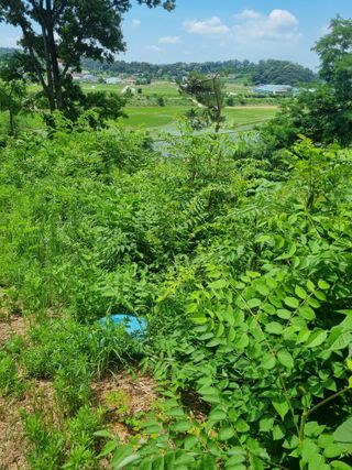 플러스밸류님의 두릅 · 영농일지 작성글 사진