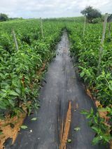 팜모닝 고추·영농일지 게시글 이미지