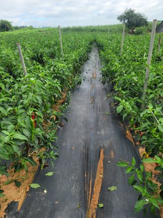 김문철님의 고추 · 영농일지 작성글 사진