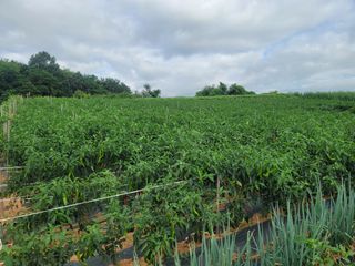 김문철님의 고추 · 영농일지 작성글 사진