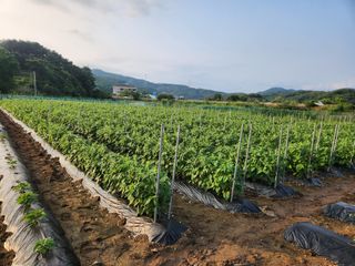 HYUN님의 참깨 · 영농일지 작성글 사진