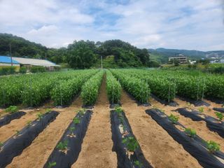 HYUN님의 참깨 · 영농일지 작성글 사진