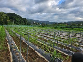 HYUN님의 참깨 · 영농일지 작성글 사진
