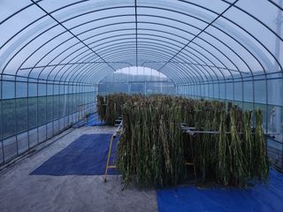 HYUN님의 참깨 · 영농일지 작성글 사진