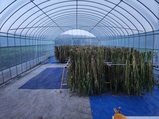 HYUN님의 참깨 · 영농일지 작성글 사진